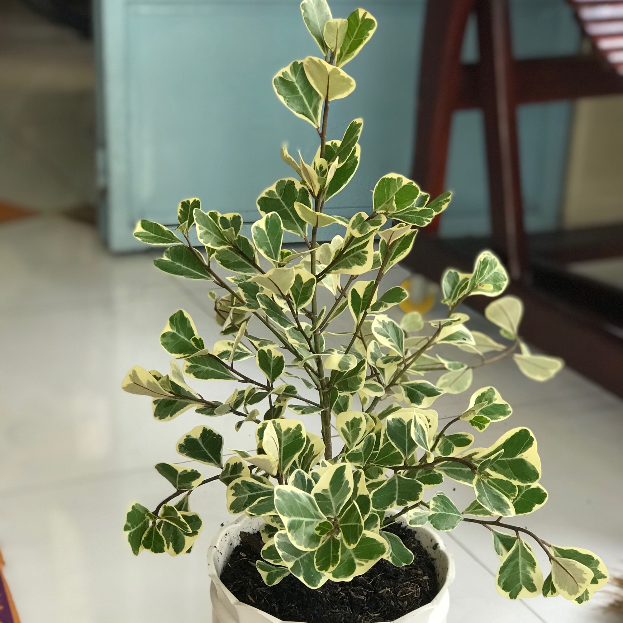 Cây bàng tam phúc chậu y hình + tặng phân bón cho cây mau lớn