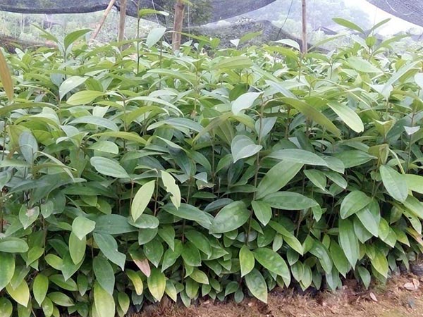 Combo 5 cây quế giống