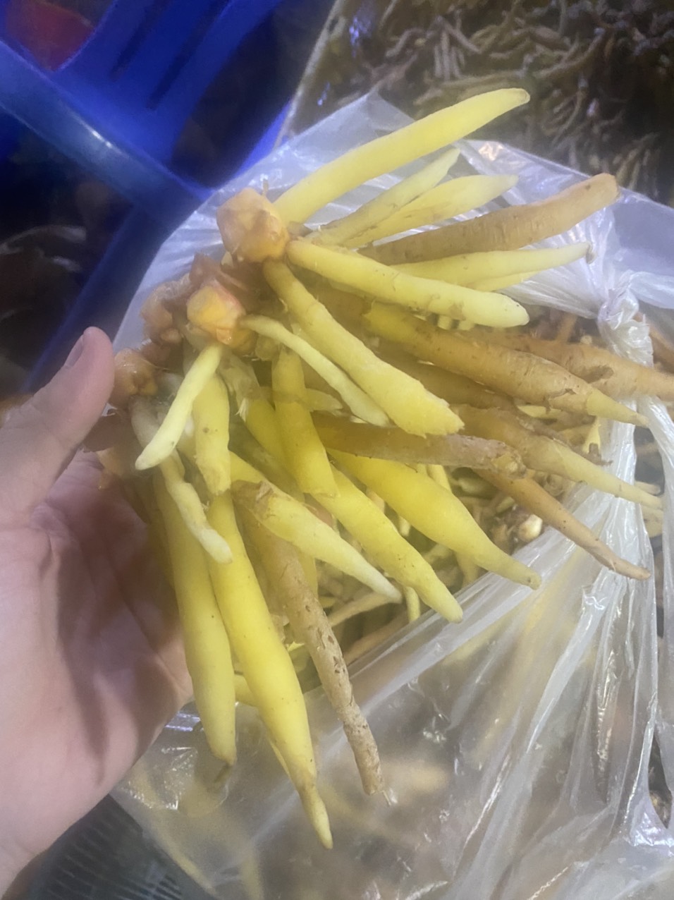 Củ Ngãi Bún Sóc Trăng Dùng Nấu Bún Mắm, Lẩu Mắm, Bún Cá, Bún Nước Lèo 500gr