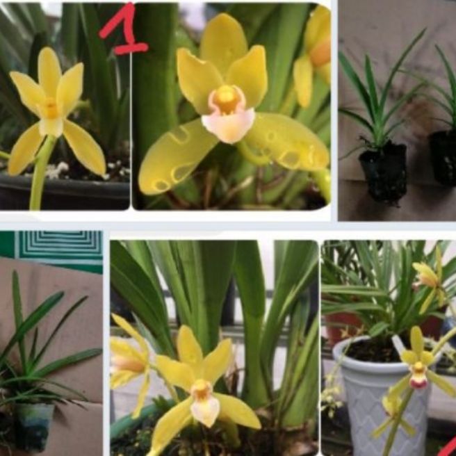 LAN KIẾM PHAN TRÍ CÂY GIỐNG