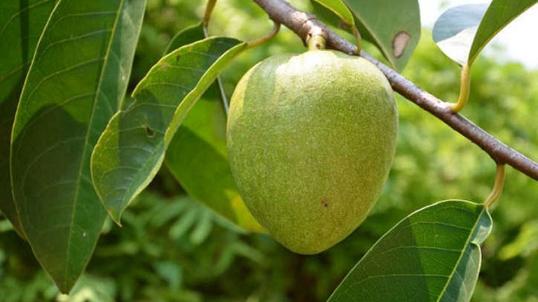 Trái bình bát xanh (trái non) 1kg