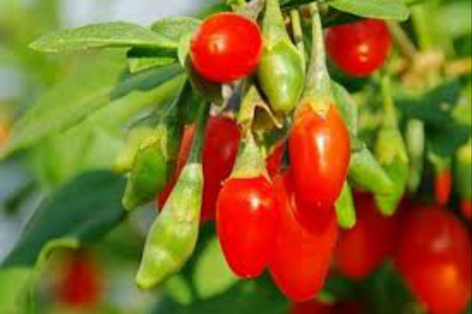 BỘ 2 TÚI HẠT CÂU KỶ TỬ - CÂY DƯỢC LIỆU - DỄ TRỒNG - GIÁ KHUYẾN MẠI