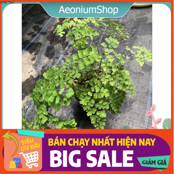 Cây tóc thần vệ nữ - maiden hair - adiantum caudatum ️