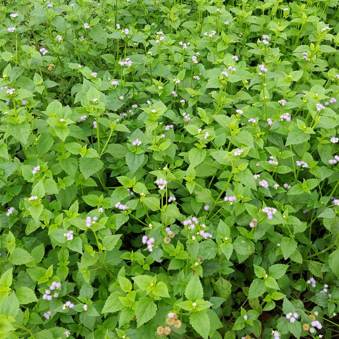 Cây hoa cứt lợn tím khô tươi 1kg