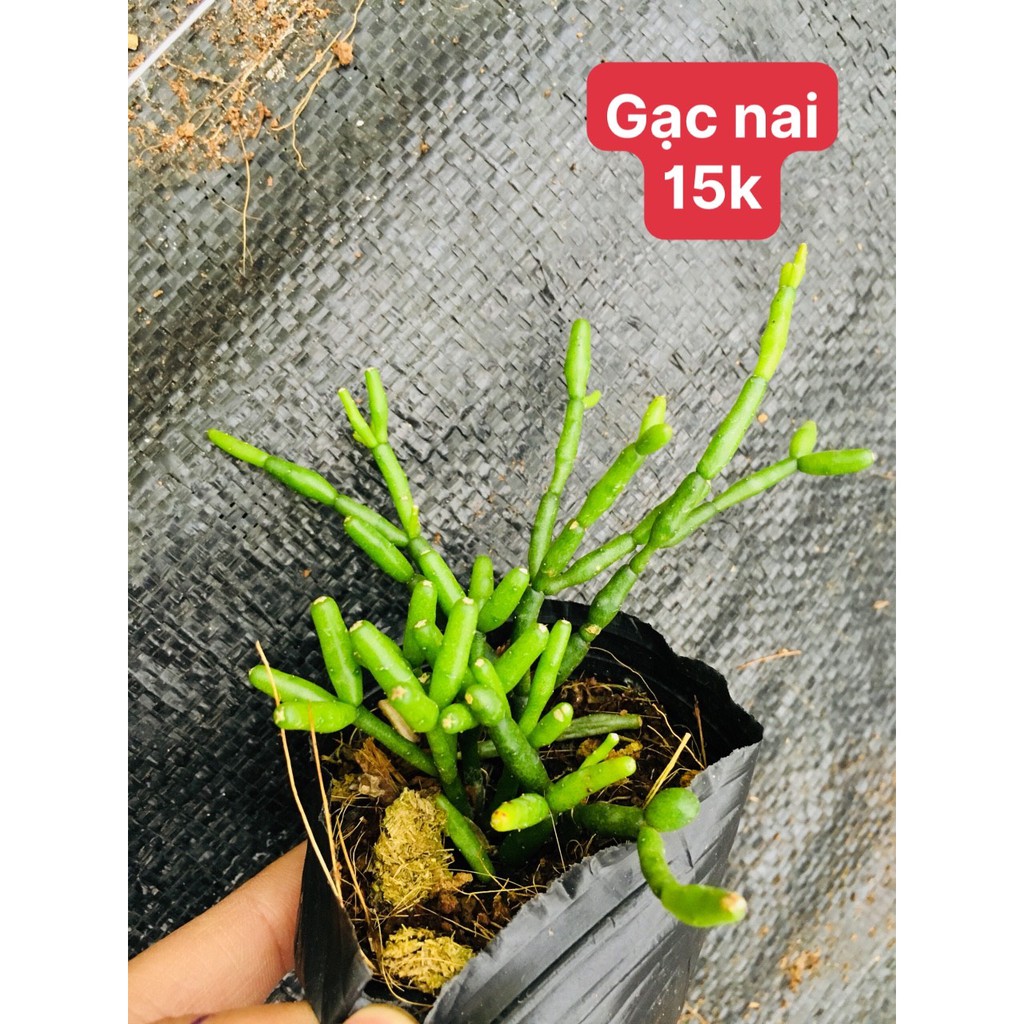 Sen đá gạc nai