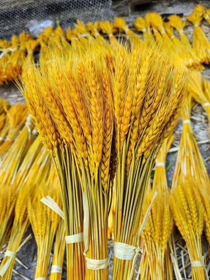 hoa khô - bông lúa vàng - lúa mạch sung túc cả năm tài lộc