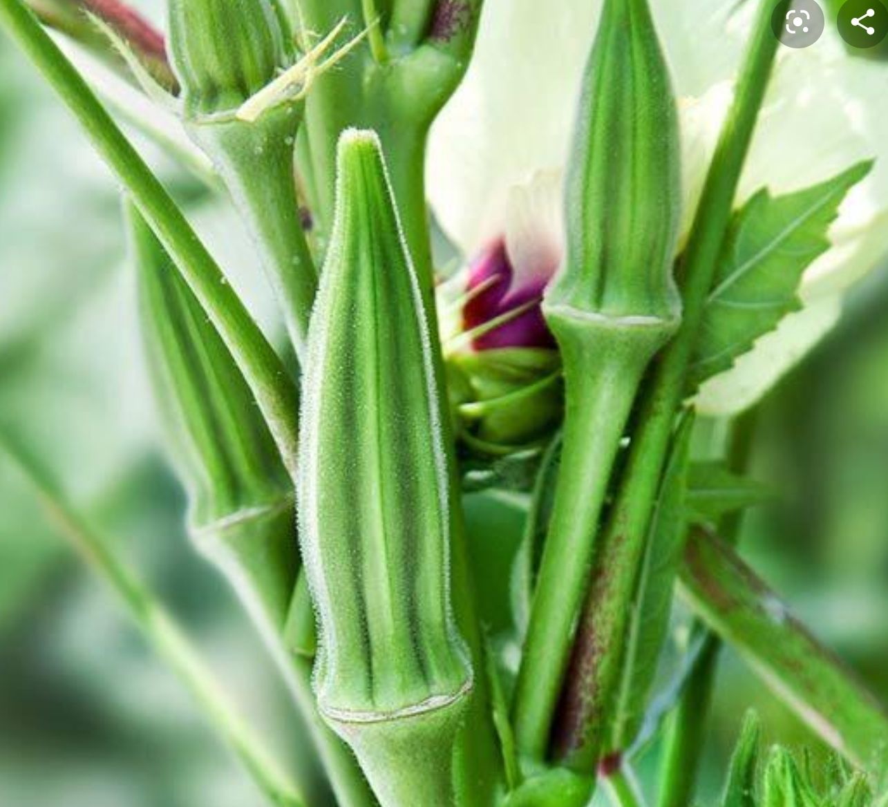 [HCM]Đậu Bắp Ấn Độ, đậu bắp xanh Phú Nông, giòn ngọt ít nhớt