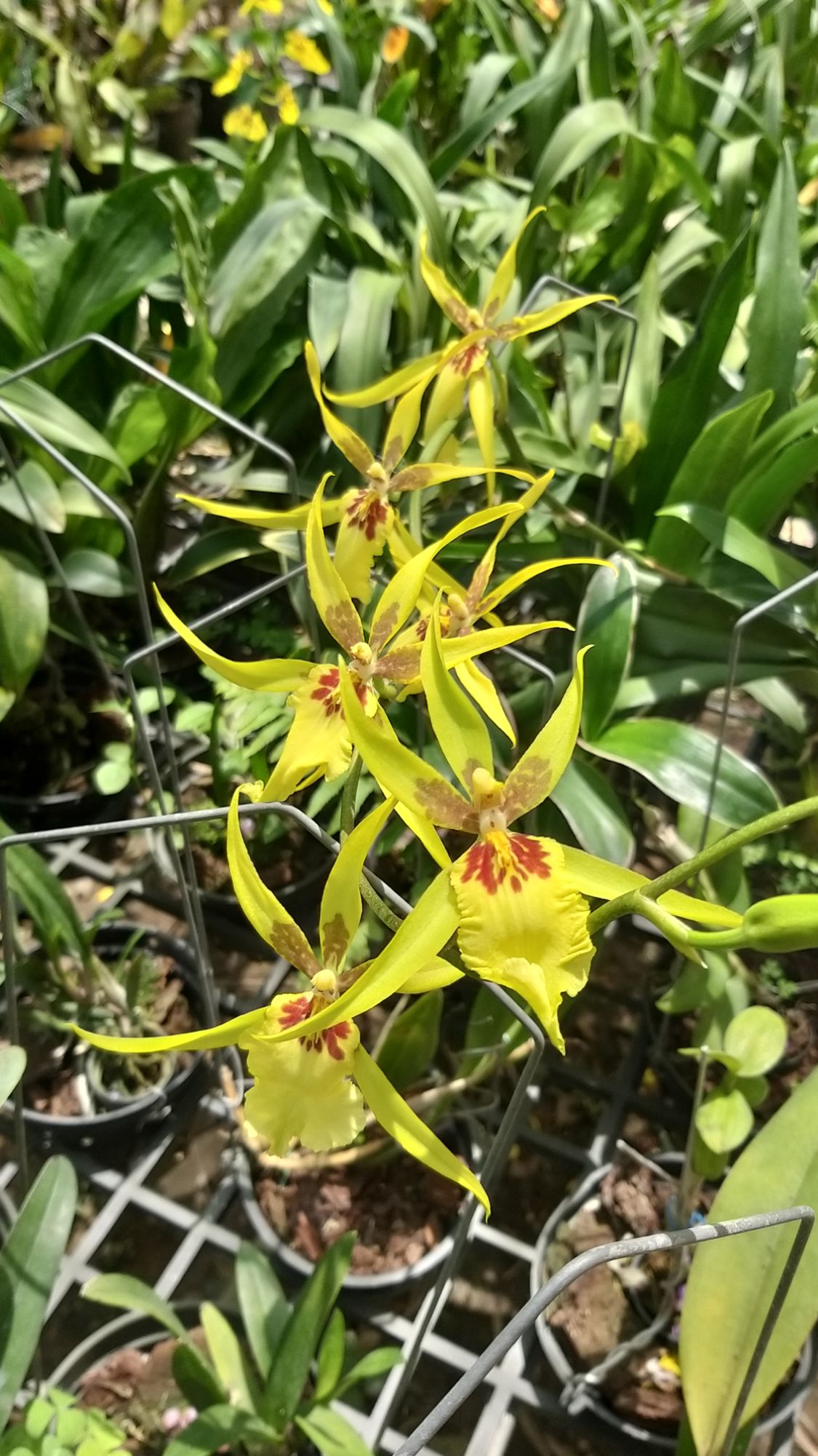 Vũ nữ nhện vàng xưa hoa siêu đẹp, chậu trưởng thành nhiều thân, cây gần cho hoa.