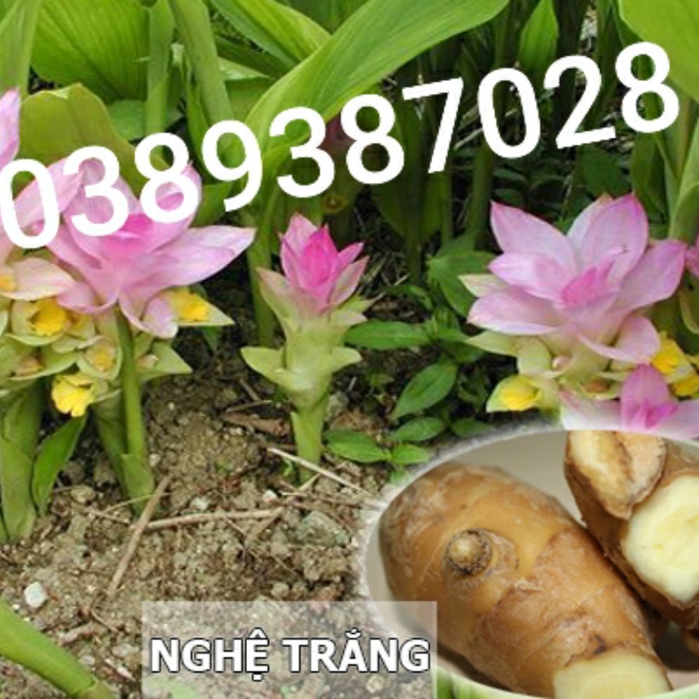 cây nghệ trắng rừng, (giống)