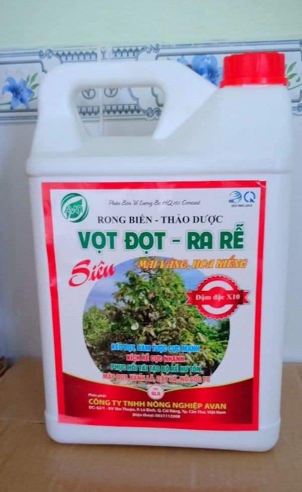 PHÂN BÓN VỌT ĐỌT RA RỄ MAI VÀNG HOA KIỂNG