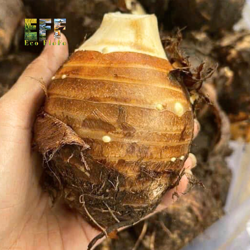1 Thùng 7Kg Khoai Môn Sáp Vàng Eco FloFo Đạt Chuẩn VietGAP (Chỉ Bán Hàng Loại A+ Được Tuyển Chọn Để Xuất Khẩu)