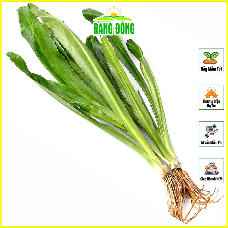 Hạt giống Ngò Gai Trồng Quanh Năm, Sinh Trưởng Khỏe (gói 10 gram) - Hạt Giống Rạng Đông