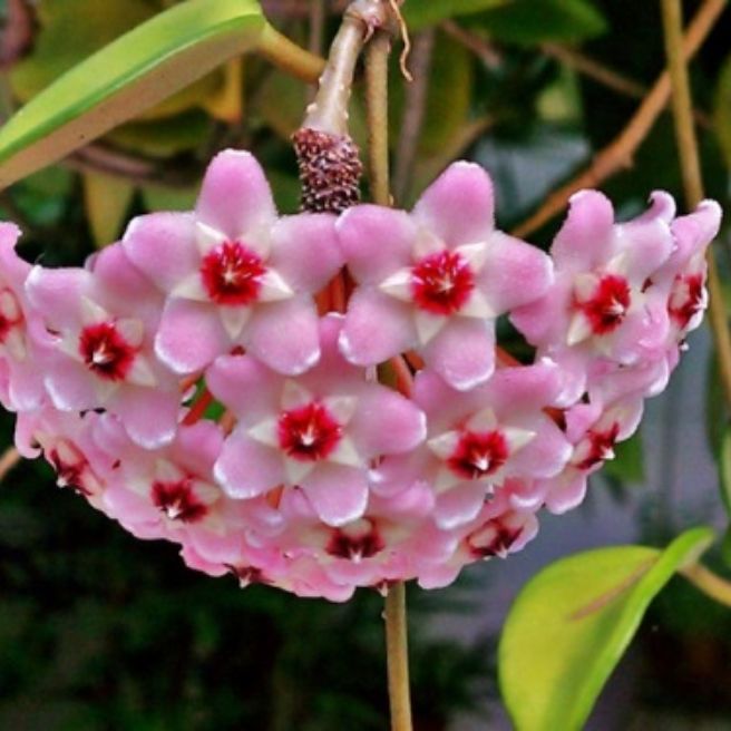 Hoa lan cẩm cù lá cẩm thạch trưởng thành sắp hoa