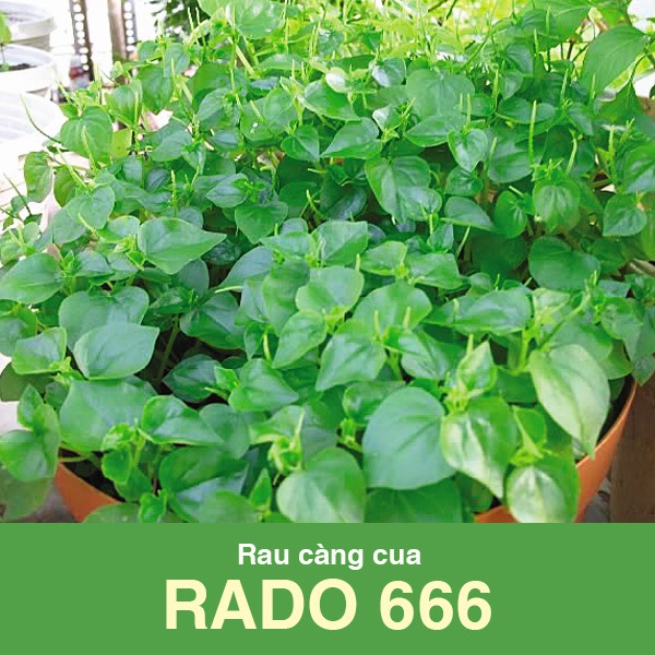 Hạt giống rau càng cua xanh giòn, dễ trồng
