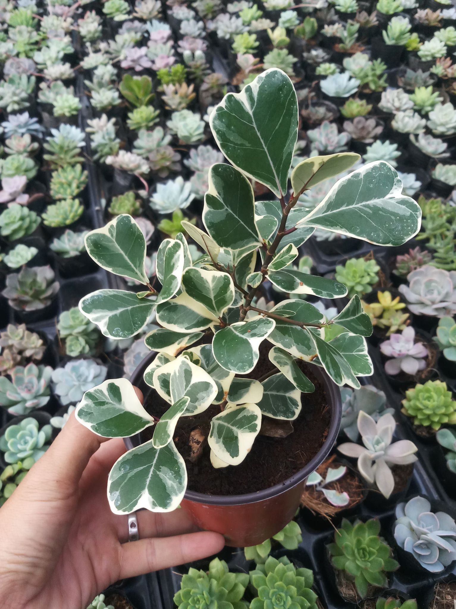 Bàng Cẩm thạch lá tim