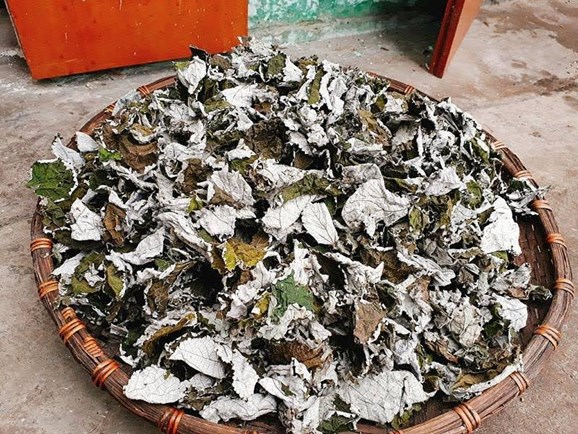 Lá gai khô làm bánh nhà trồng không chất bảo quản lá gai phơi khô tự nhiên nhặt sạch cọng