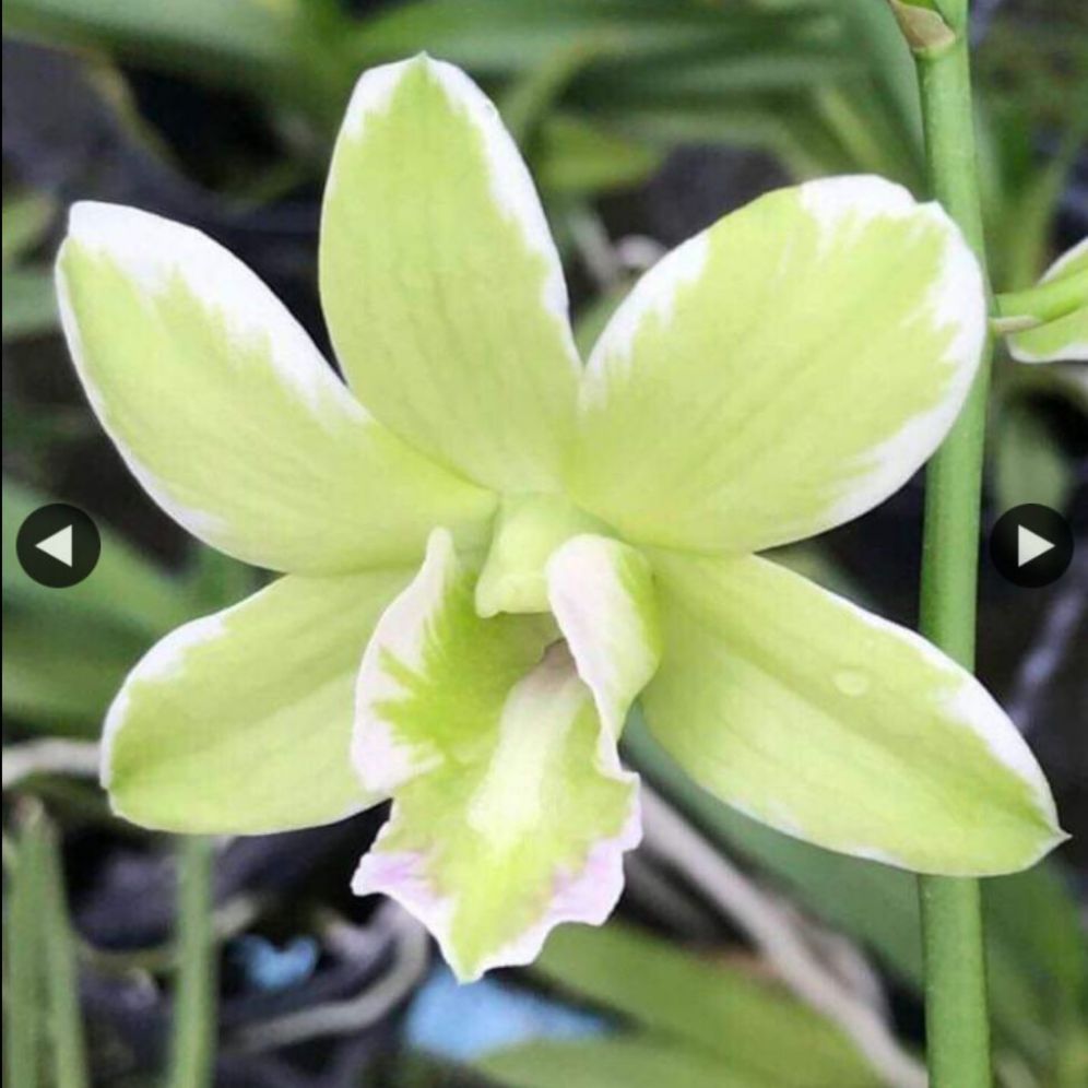 Dendrobium mekong ngẫu nhiên 2 màu. Cây trưởng thành gần cho hoa.