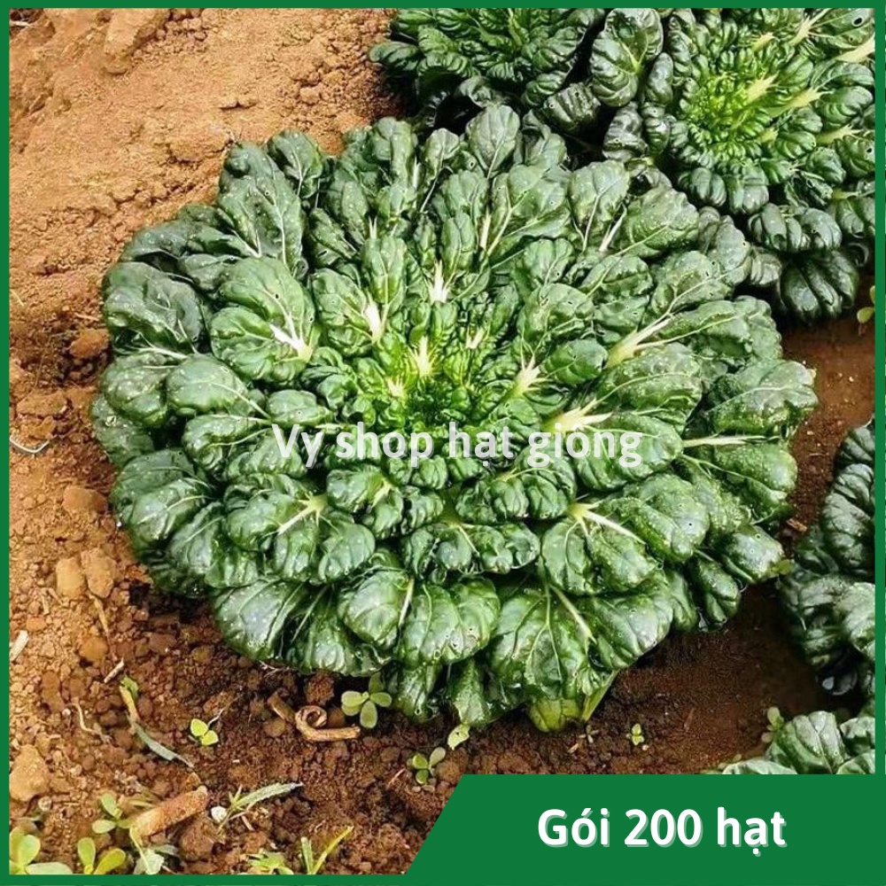 Hạt giống cải hoa hồng Tatsoi Đài Loan gói chia lẻ 200 hạt