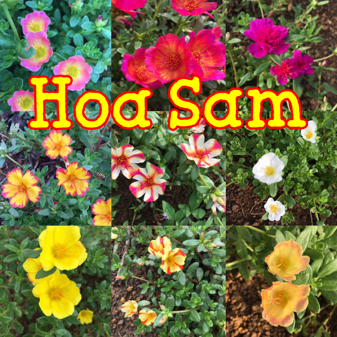 Hoa Sam Thái. 20 cành gồm 9- 10 màu. TẶNG 50Gr phân bón NPK. Portulaca oleracea. Siêu hoa. Hoa rất đẹp, màu tươi, rất dễ trồng. Phù hợp khí hậu VN.