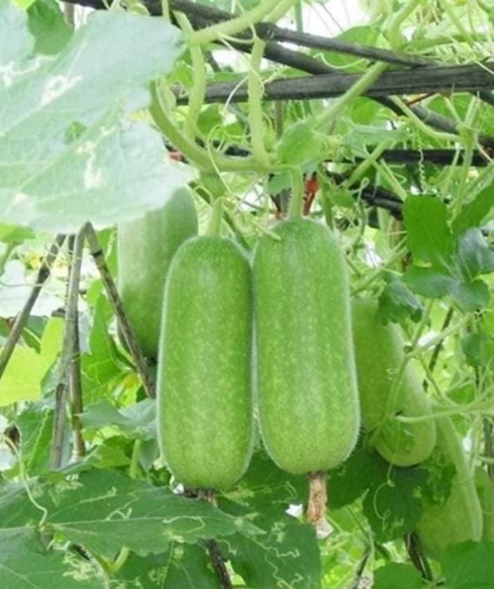 20 hạt giống bí đao chanh thái lan - giống sai quả