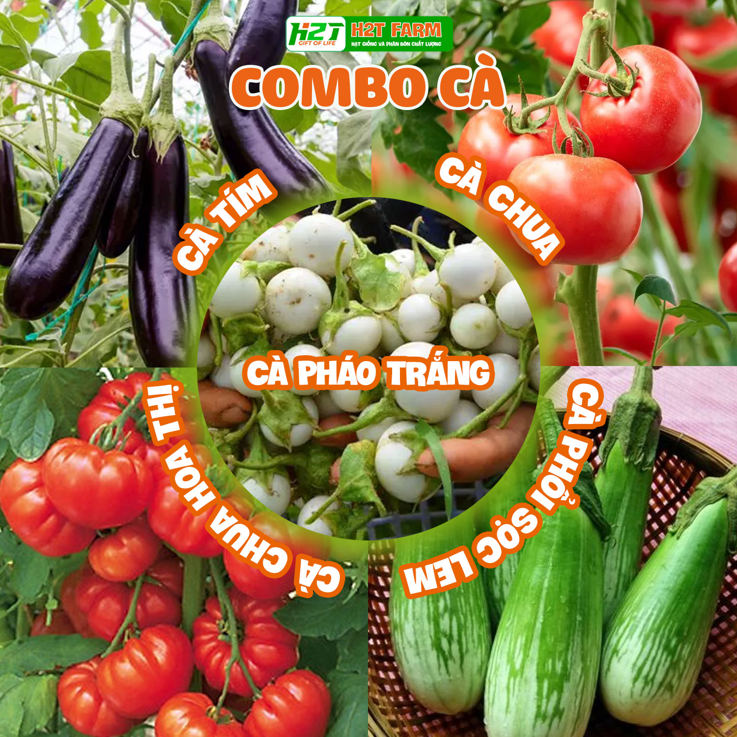 Combo 5 bịch hạt giống cà tím, cà pháo trắng, cà chua, cà phổi sọc lem, cà chua hoa thị dễ trồng, chịu nhiệt - h2t farm