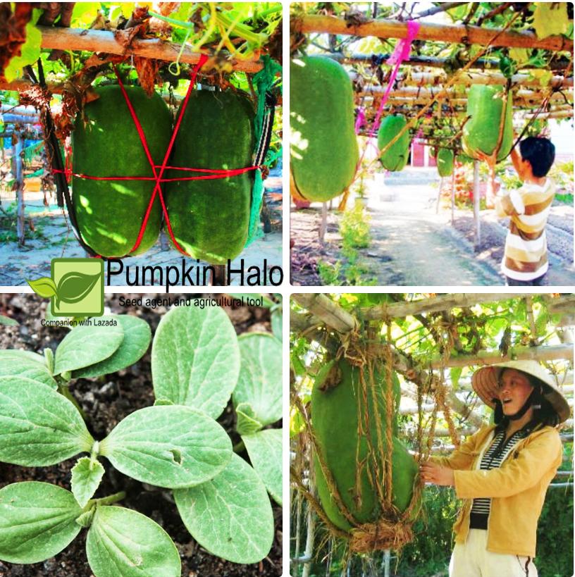 [HCM]HẠT GIỐNG BÍ Đao khổng lồ  _GÓI 10 HẠT  .