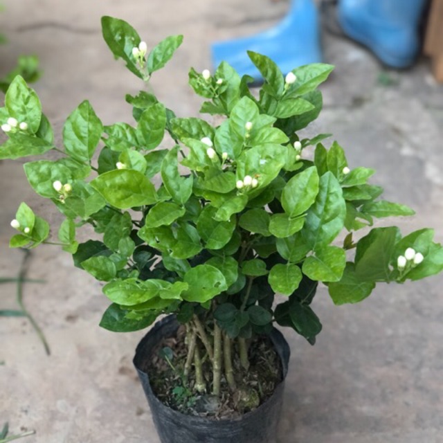 Cây hoa nhài - hoa lài cao 30-40 cm hoa nở quanh năm - hvnnvn