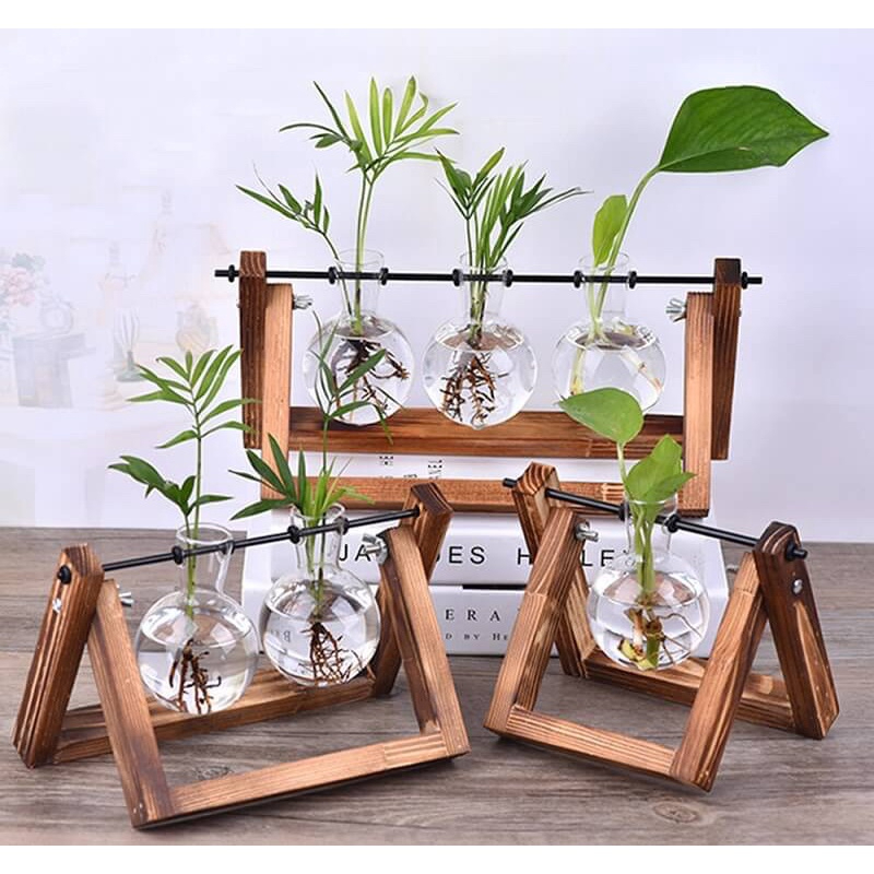 Cây trồng thuỷ sinh để bàn 2