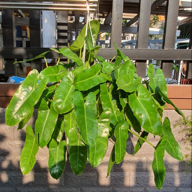 cây xanh trầu bà tỷ phú