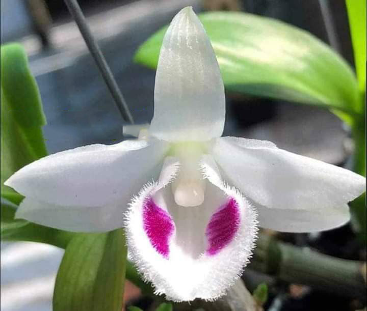 Lan Phi Điệp 5ct BẠCH TUYẾT cây gieo hạt 2 năm chất lượng, mặt hoa đẹp quyến rũ 5ctbt