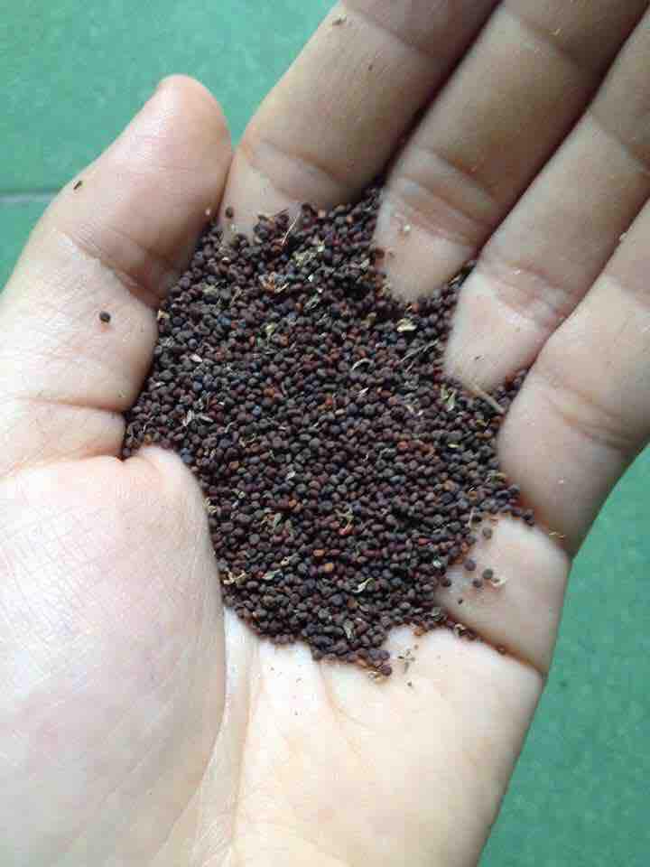 Hạt Mần Ri Hoa Loại 1Kg 2023 new