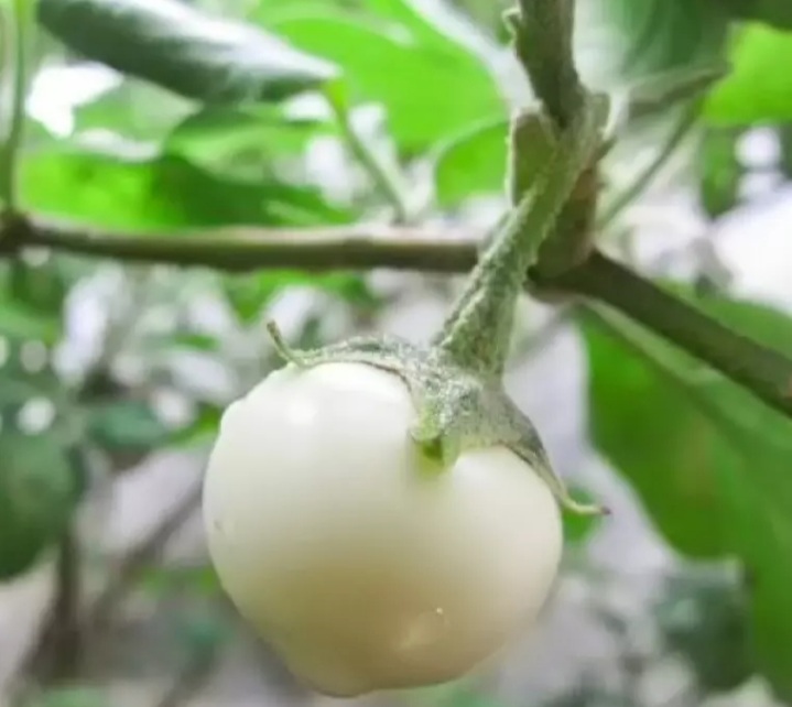 Hạt giống cà pháo trắng 0.5gram