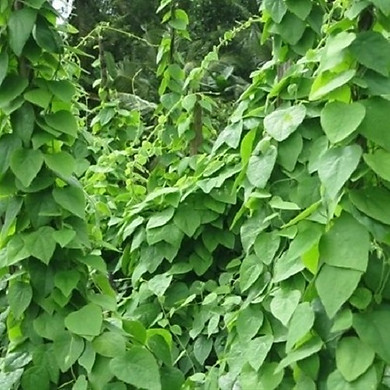 [HCM]Gói 20 hạt giống sương sâm lông - Tiliacora triandra