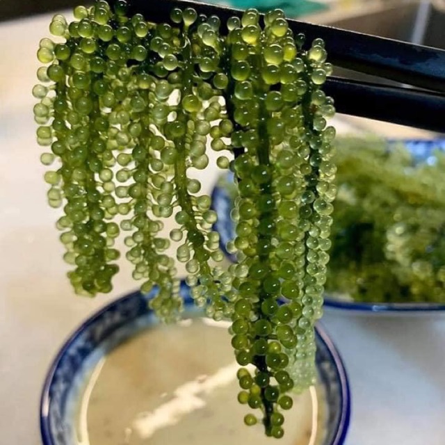 COMBO 3 GÓI 100G RONG NHO TÁCH NƯỚC/ RONG NHO NGON/ RONG NHO BIỂN/