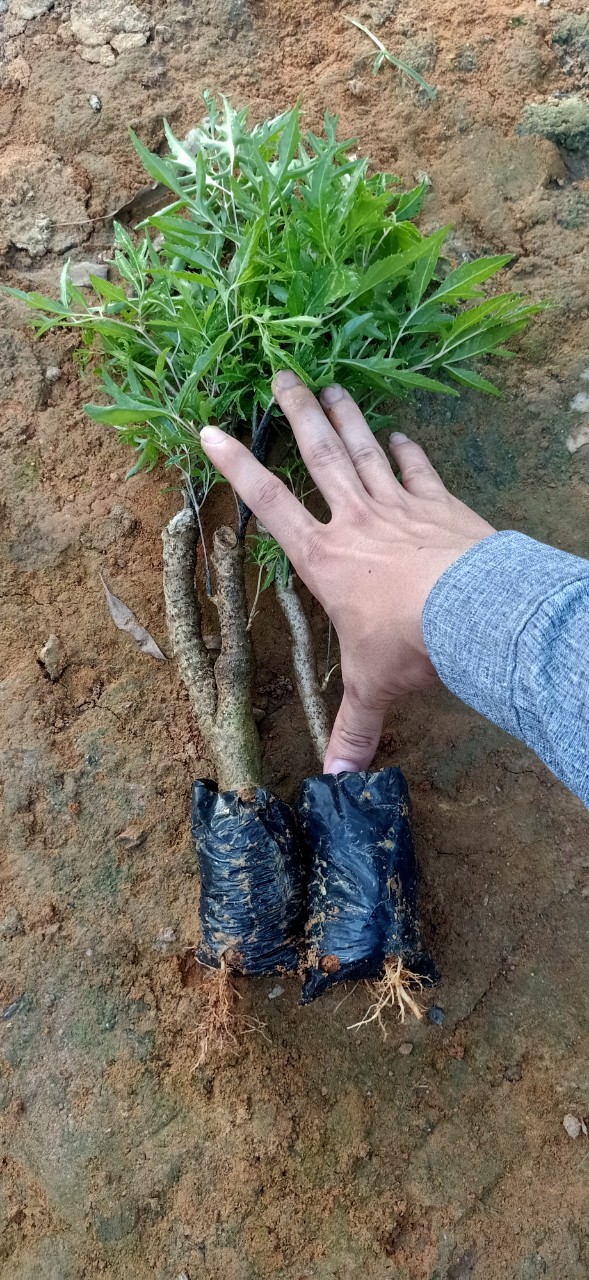 Combo 10 cây đinh lăng giống nếp lá nhỏ