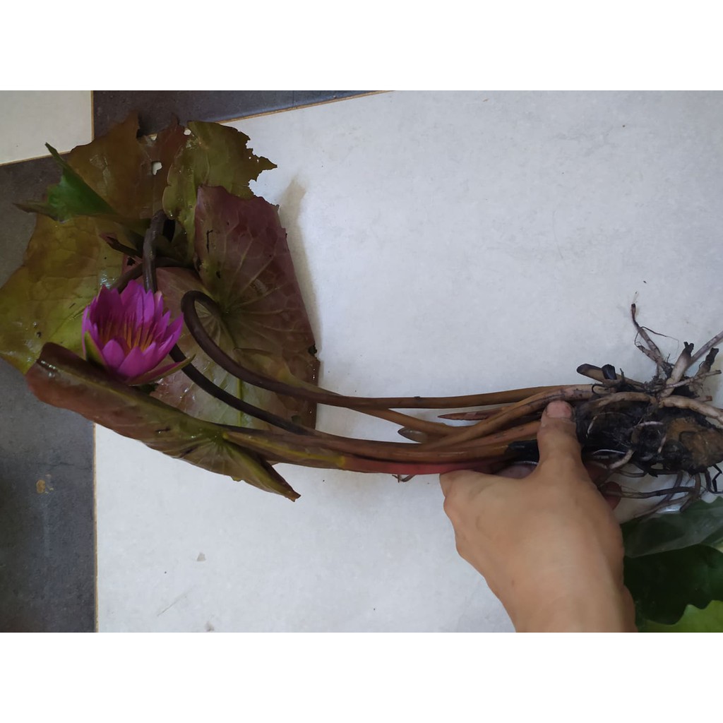 - Cây hoa súng Thái lớn