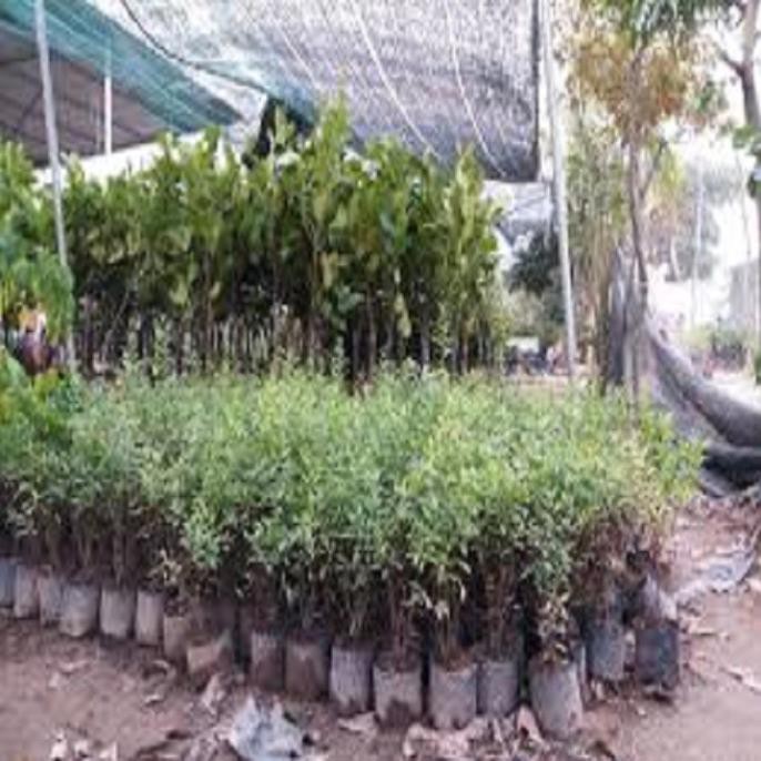 Cây giống lựu đỏ lùn