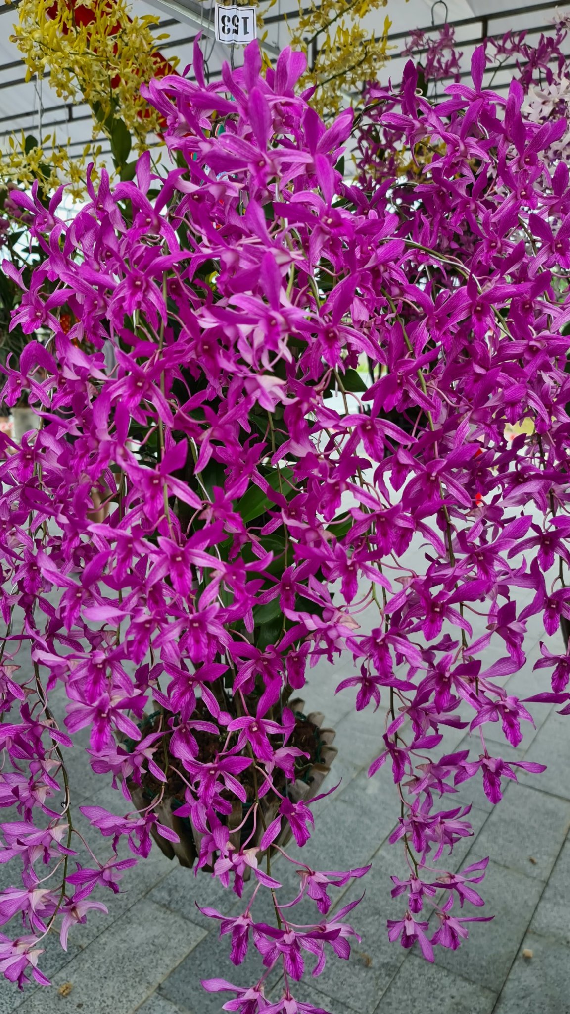 Hoa lan dazang hồng xưa
