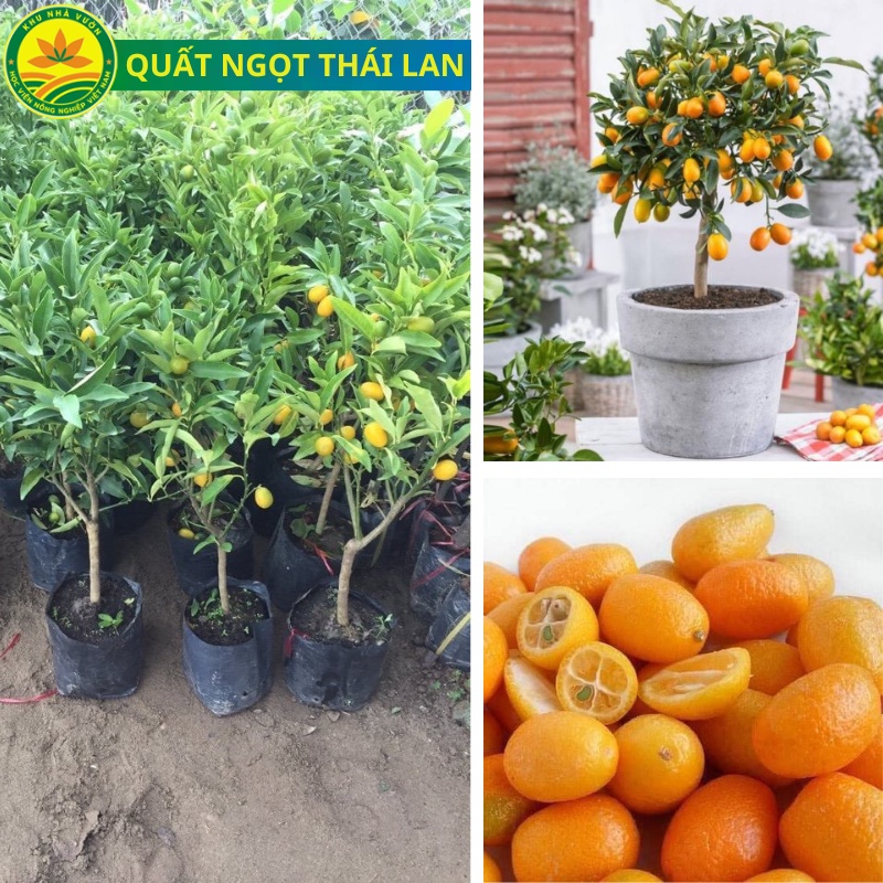 Cây giống Quất ngọt Thái giống quất mới du nhập về Việt Nam, được nhiều người săn tìm, cây giống khỏe, dễ trồng