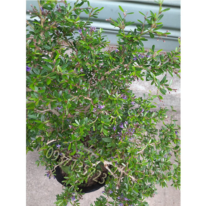 [HCM]CÂY LINH SAM -CAO TỪ 20-35 CM