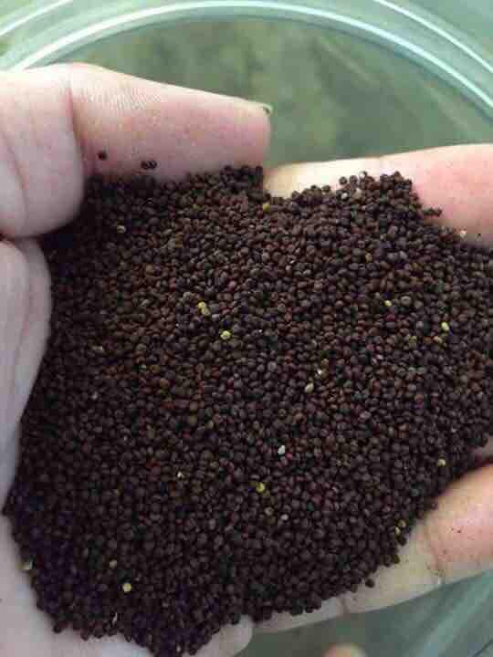 Hạt Mần Ri Thức Ăn Căng Lửa Cu Gáy2023