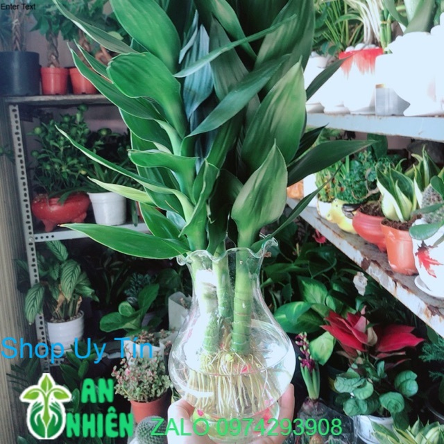 Chậu cây phát tài búp sen