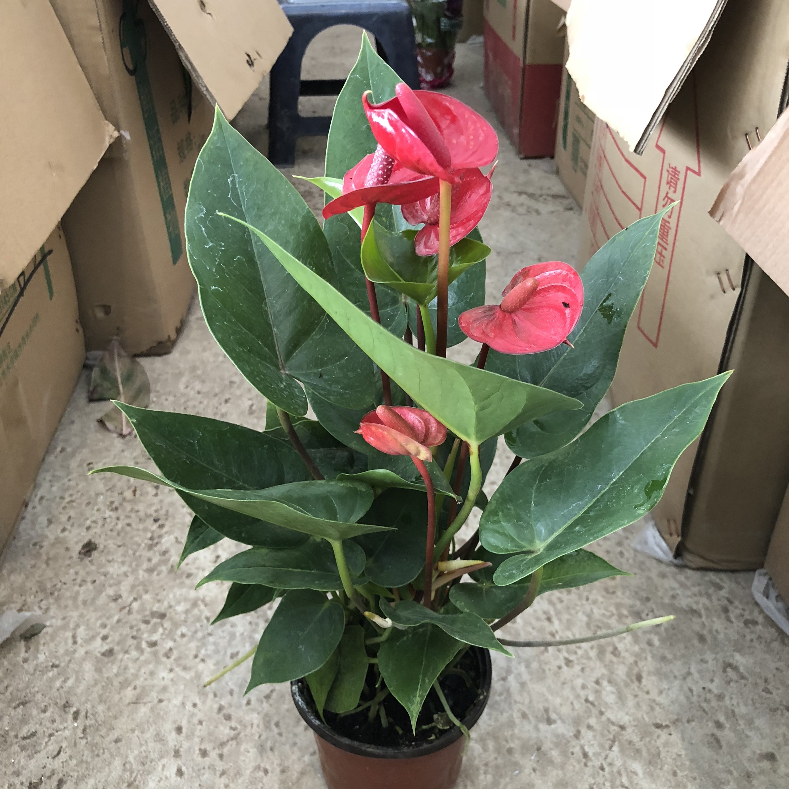 Cây HỒNG MÔN HOA ĐỎ cao 30-35cm, cây có nhiều hoa lá xanh đẹp bụi to nhiều nhánh dễ trồng và chăm sóc thích hợp trang trí nội thất