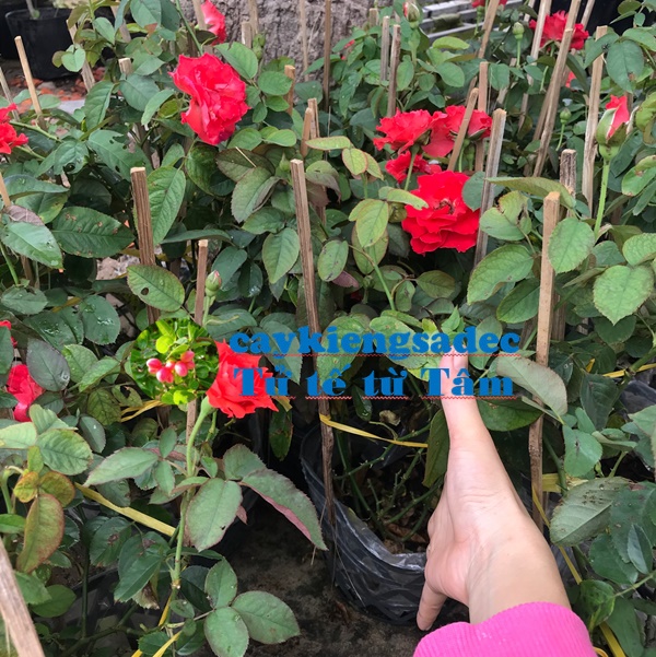 caykiengsadec - Cây hoa Hồng lửa + tặng phân bón cho cây mau lớn-hoa kiểng lá-trang trí nội thất cảnh quan sân vườn ngoài trời