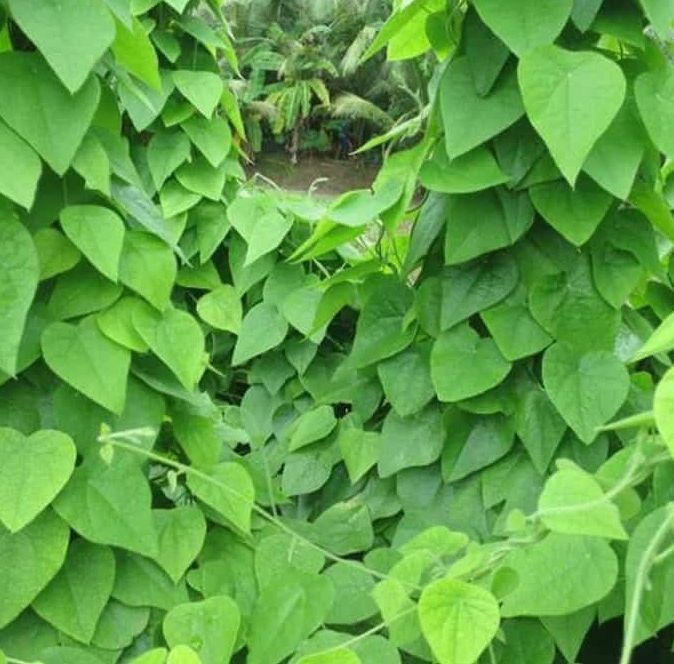 Hạt giống sâm lông