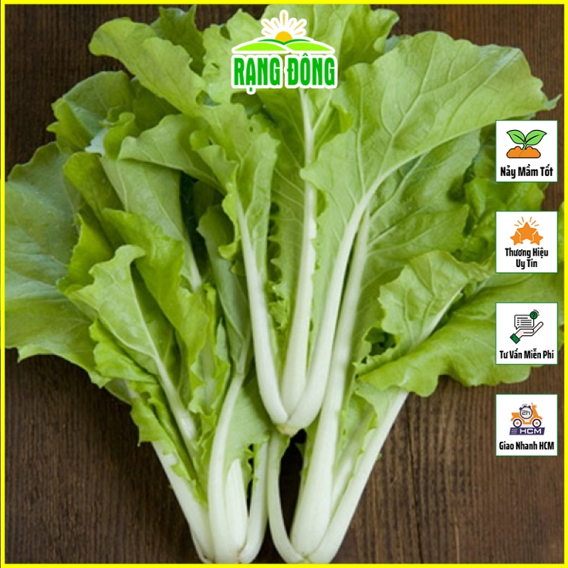 Hạt giống Cải Bẹ Dún Lai F1 Sinh Trưởng, Chịu Nhiệt Tốt (gói 20gr) - Hạt Giống Rạng Đông