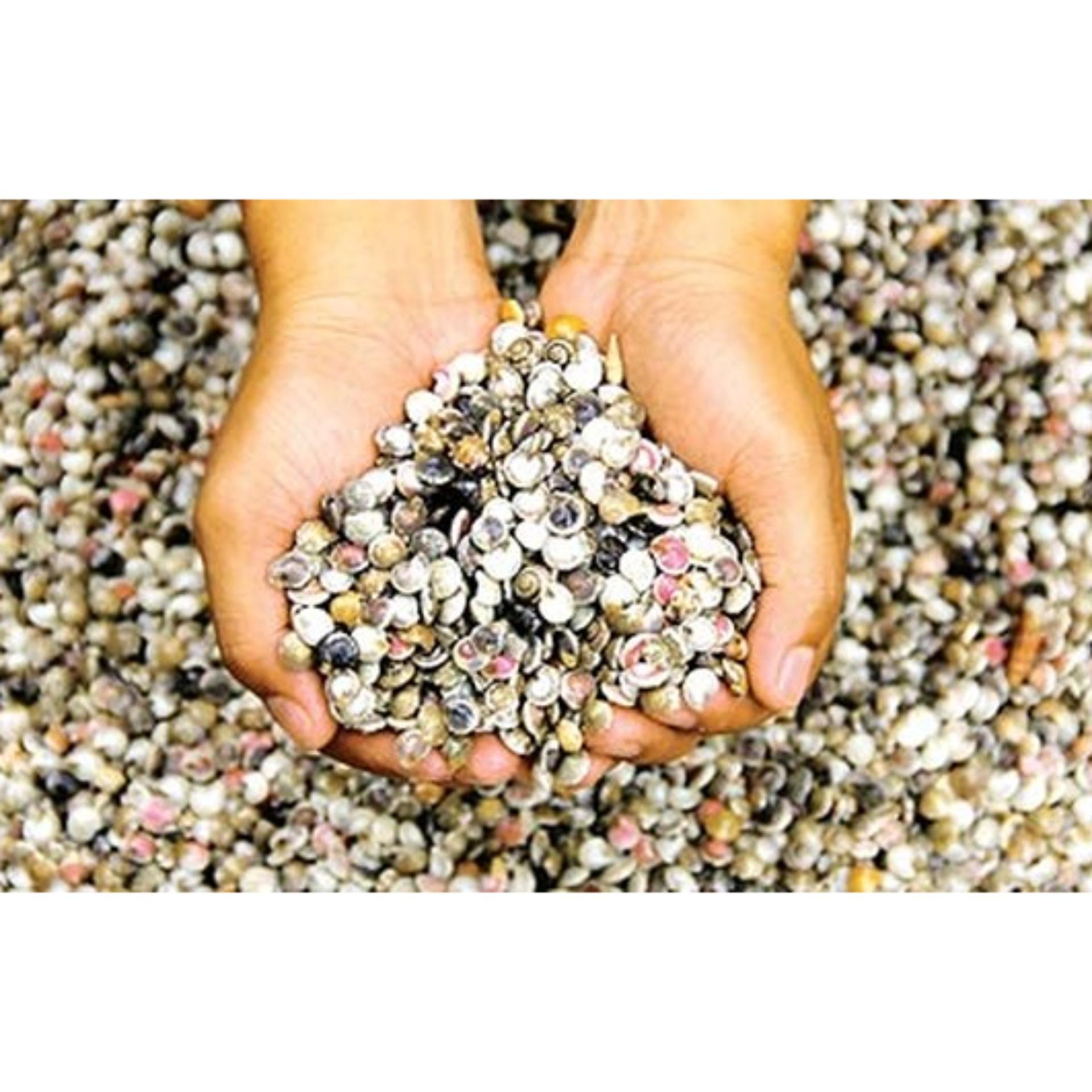 Ốc ruốc tang trí