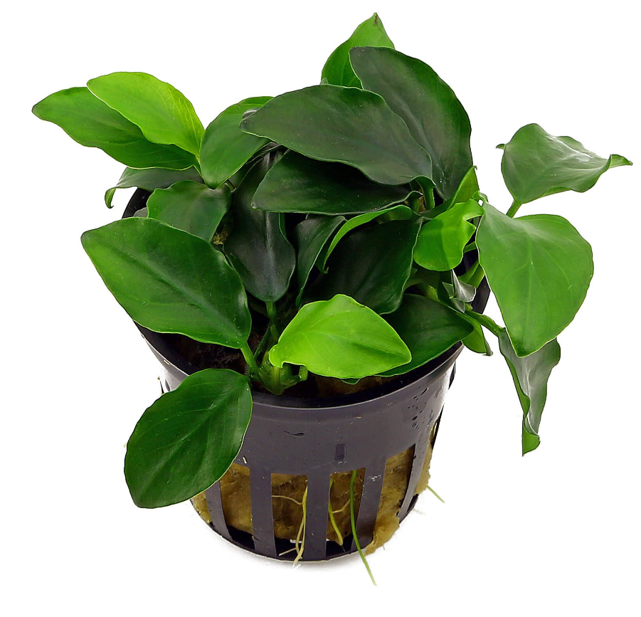 Ráy nana tàu - Anubias barteri var. Nana