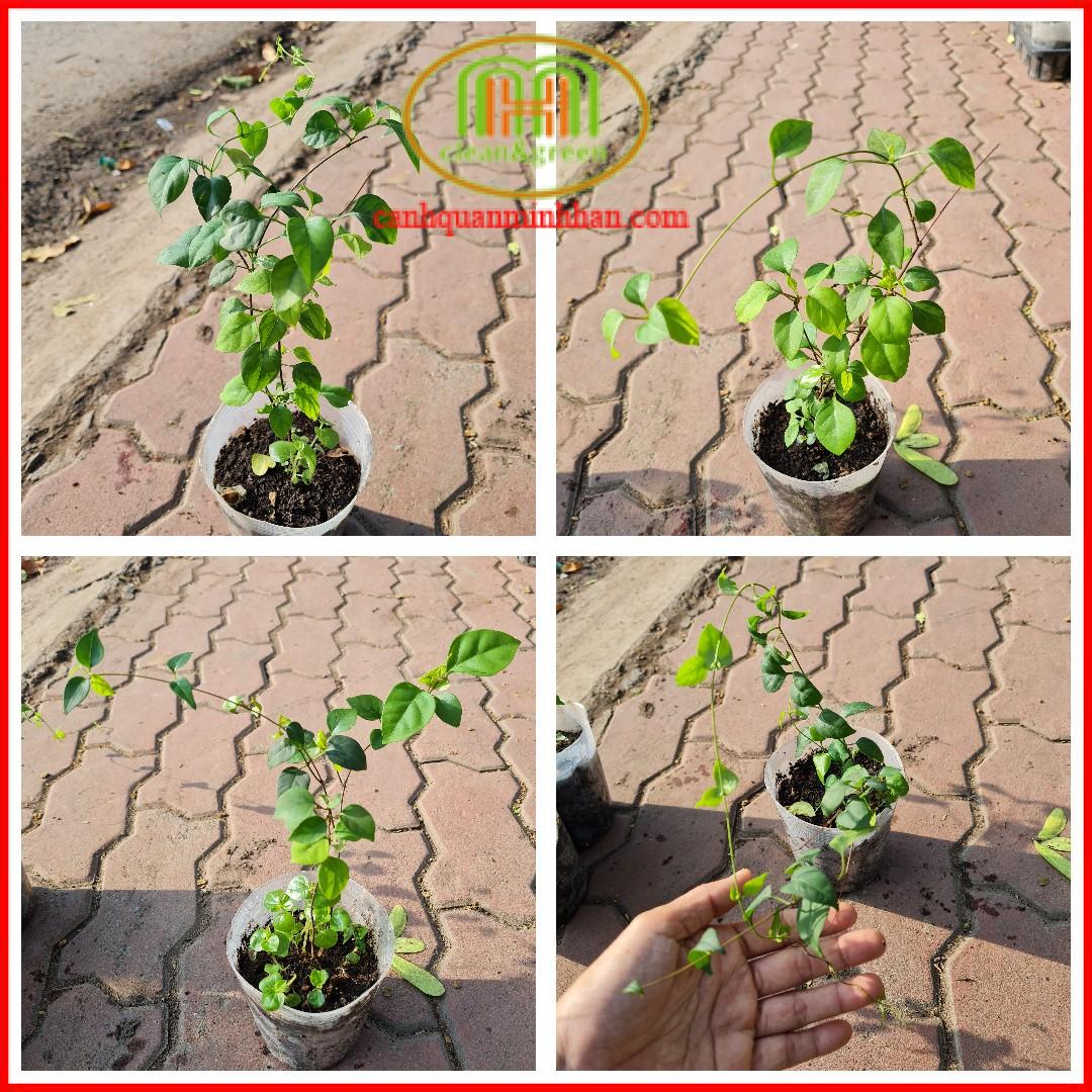 Cây lá giang con trồng bằng hạt nhiều nhánh, 1 cây/bầu, có tặng kèm phân bón cho cây | Minh Hân Garden