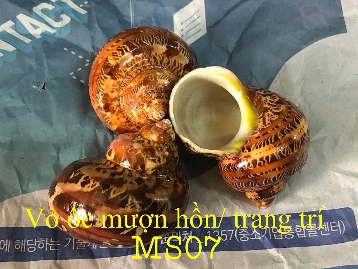 [HCM][XL] Vỏ Ốc Biển - Vỏ Ốc Xà Cừ Đỏ Siêu Đẹp - Vỏ Ốc Mượn Hồn Đẹp - Giá Rẻ - Vỏ Ốc Biển Tự Nhiên